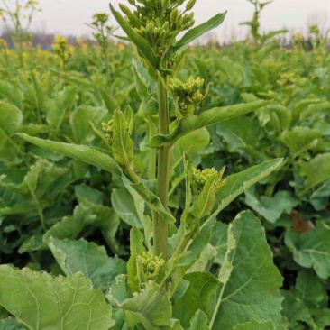 南马矮油蓉油12号油菜种子抗倒型强中抗菌核病产量稳定