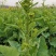 南马矮油蓉油12号油菜种子抗倒型强中抗菌核病产量稳定