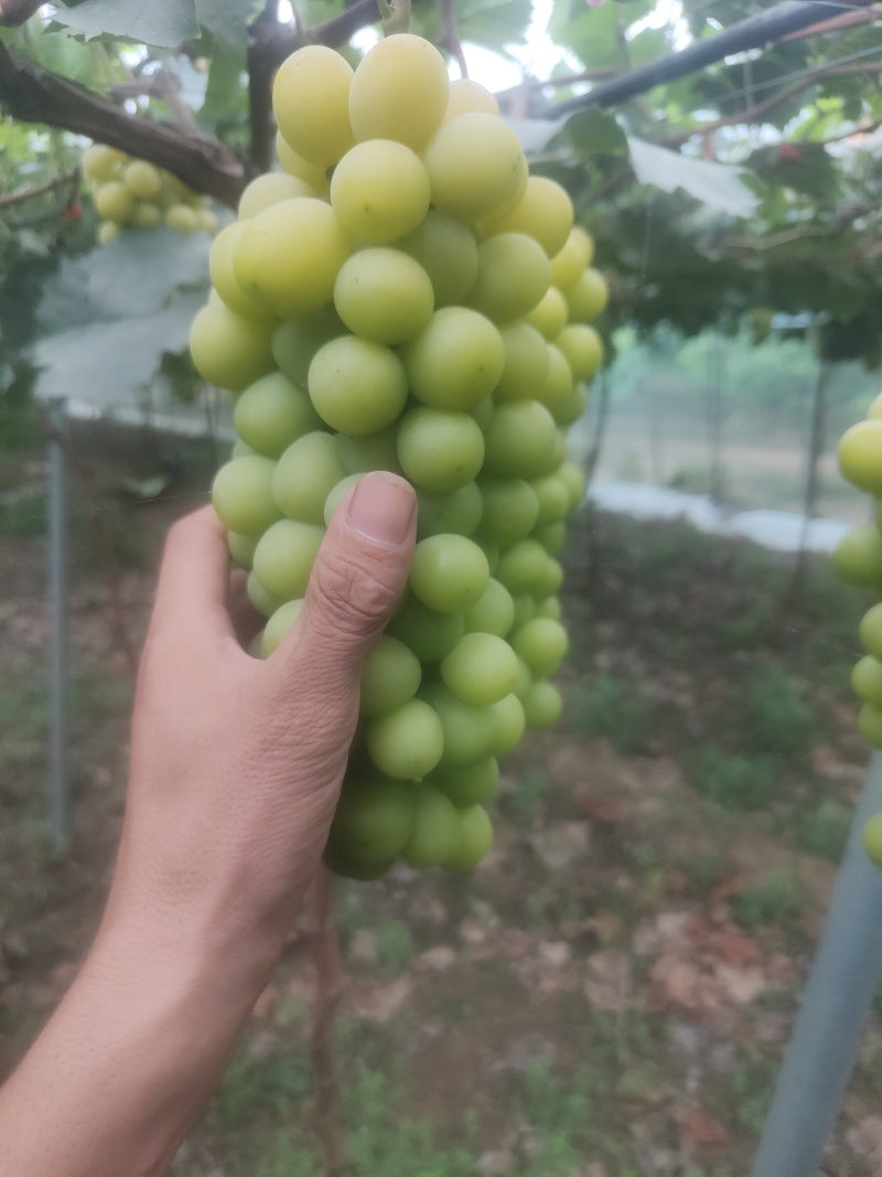 【阳光玫瑰】河北基地直供质量保证一手货源对接商超市场