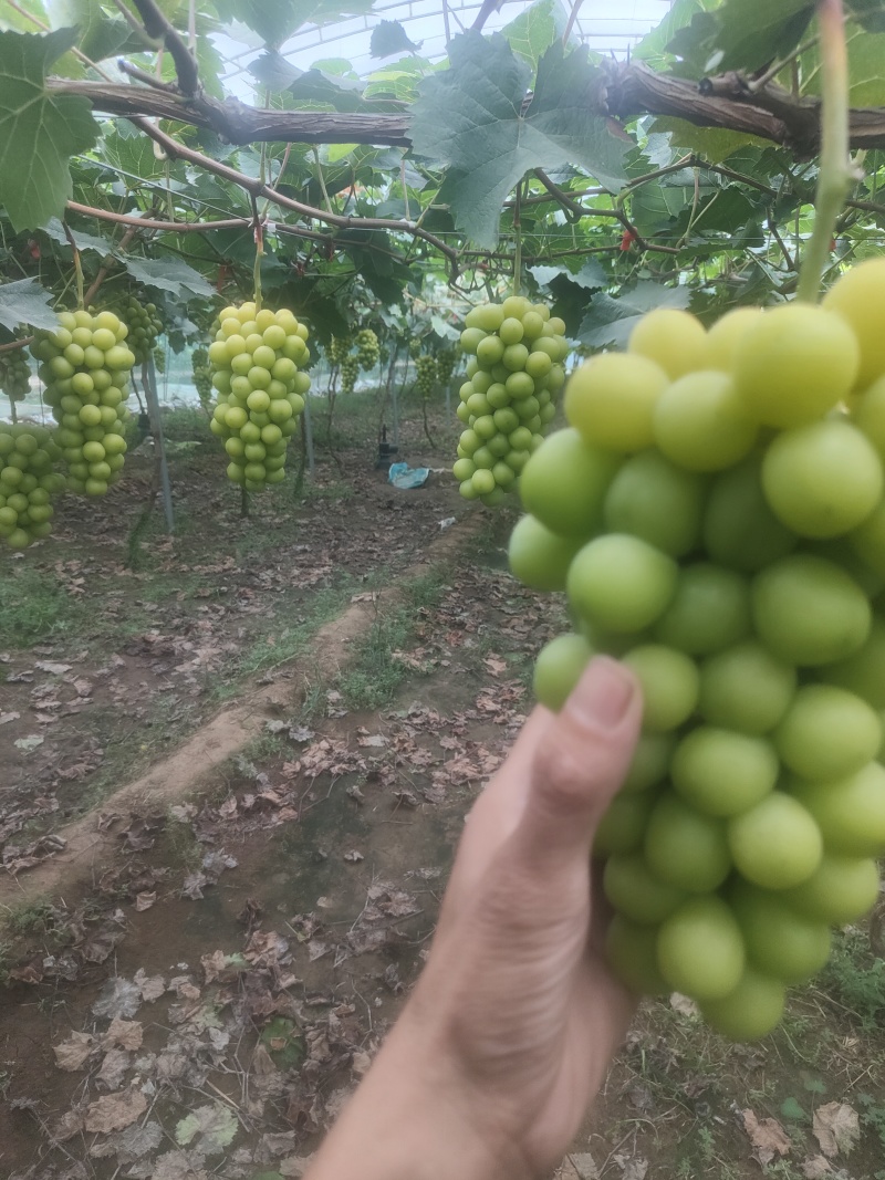 【阳光玫瑰】河北基地直供质量保证一手货源对接商超市场