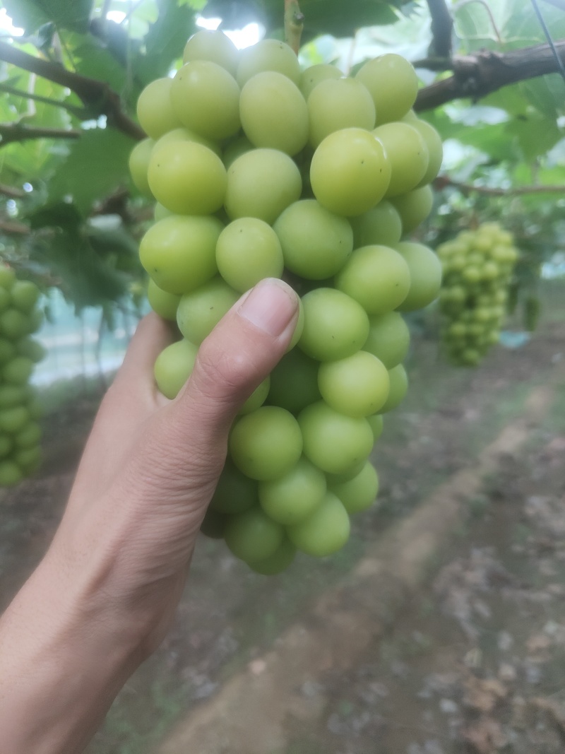 【阳光玫瑰】河北基地直供质量保证一手货源对接商超市场