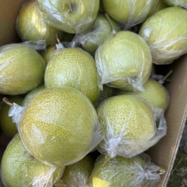 雪花梨。果皮光滑细腻无渣口感细腻需要的老板可以联系我哟