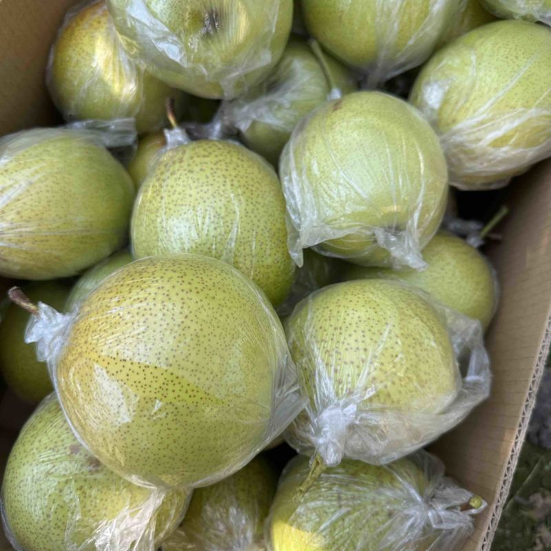 雪花梨。果皮光滑细腻无渣口感细腻需要的老板可以联系我哟