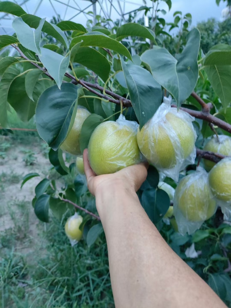 雪花梨。果皮光滑细腻无渣口感细腻需要的老板可以联系我哟