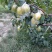 雪花梨。果皮光滑细腻无渣口感细腻需要的老板可以联系我哟