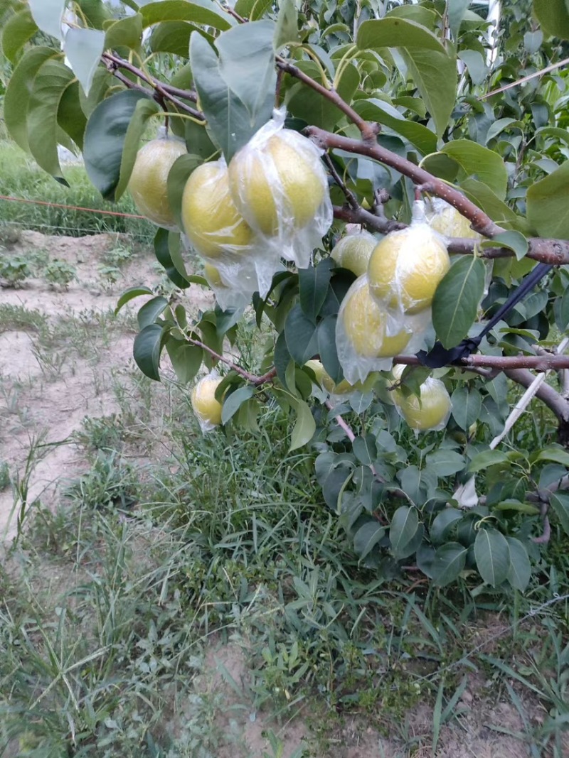 雪花梨。果皮光滑细腻无渣口感细腻需要的老板可以联系我哟