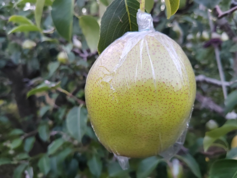 雪花梨。果皮光滑细腻无渣口感细腻需要的老板可以联系我哟