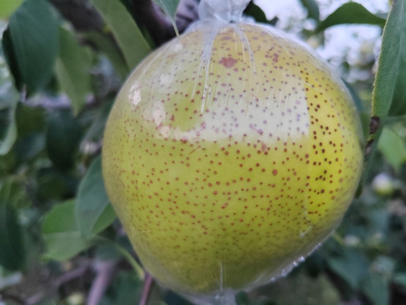 雪花梨。果皮光滑细腻无渣口感细腻需要的老板可以联系我哟