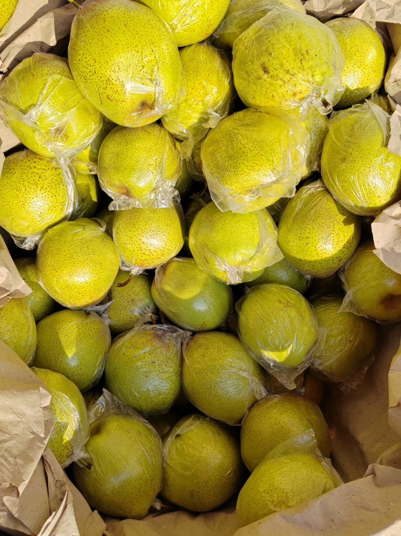 雪花梨。果皮光滑细腻无渣口感细腻需要的老板可以联系我哟