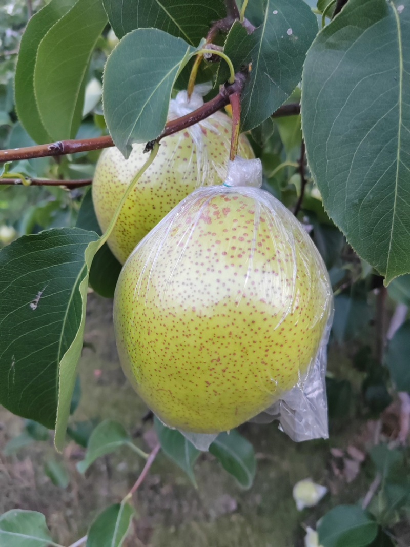 雪花梨。果皮光滑细腻无渣口感细腻需要的老板可以联系我哟