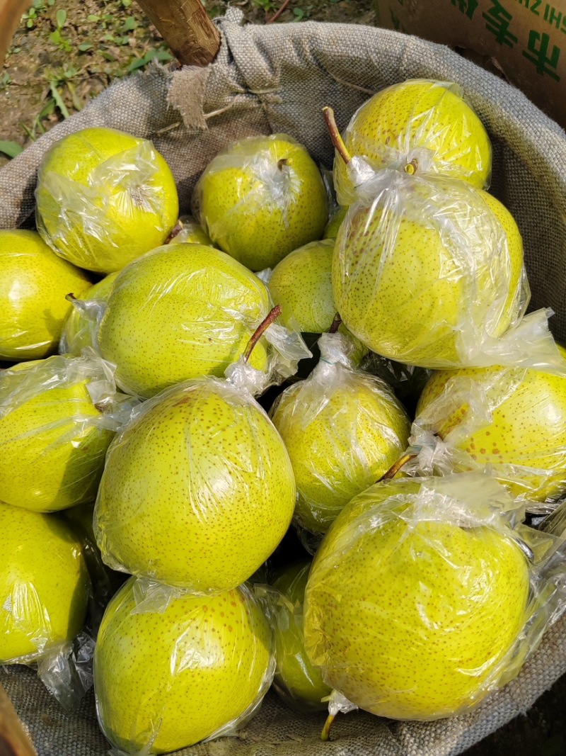 雪花梨。果皮光滑细腻无渣口感细腻需要的老板可以联系我哟