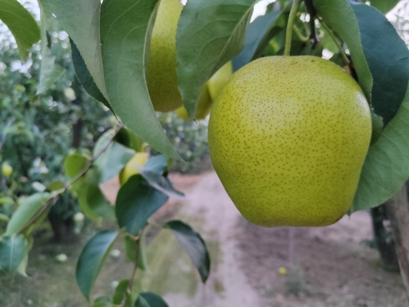 雪花梨。果皮光滑细腻无渣口感细腻需要的老板可以联系我哟