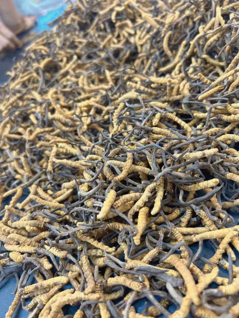 冬虫夏草干货虫草咨询订购货源稳定10克起批