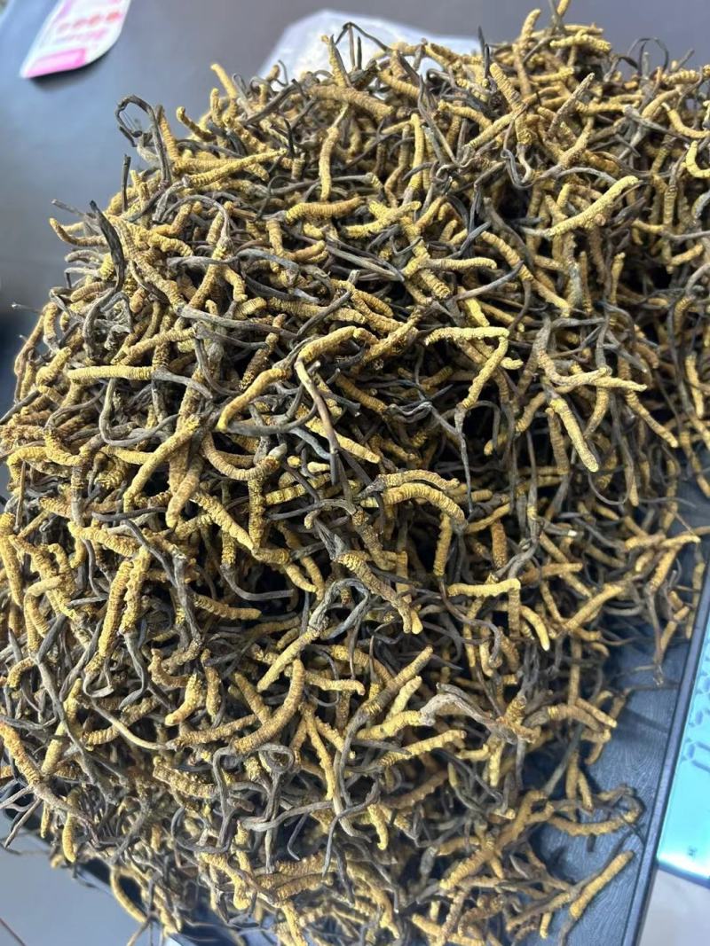 冬虫夏草干货虫草咨询订购货源稳定10克起批