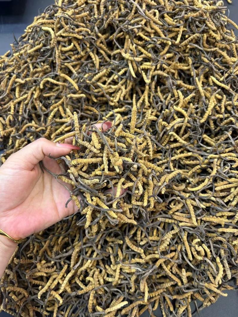冬虫夏草干货虫草咨询订购货源稳定10克起批