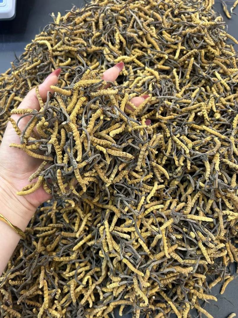 冬虫夏草干货虫草咨询订购货源稳定10克起批