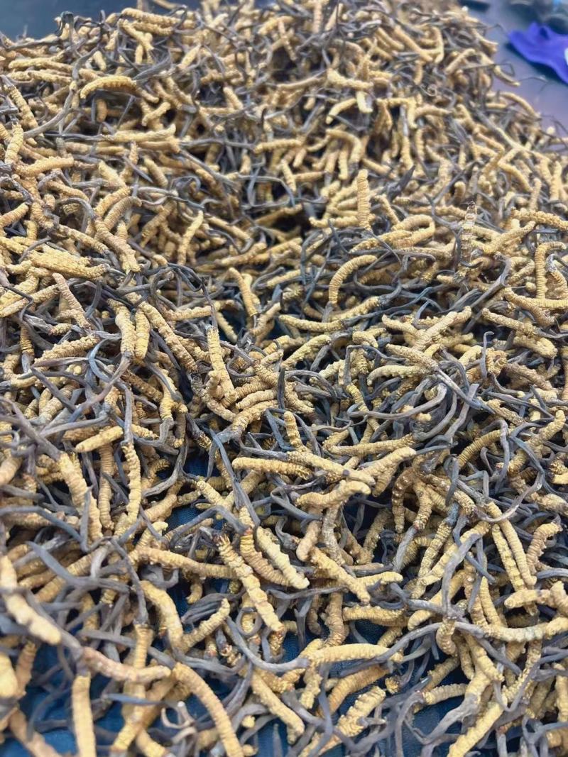 冬虫夏草干货虫草咨询订购货源稳定10克起批