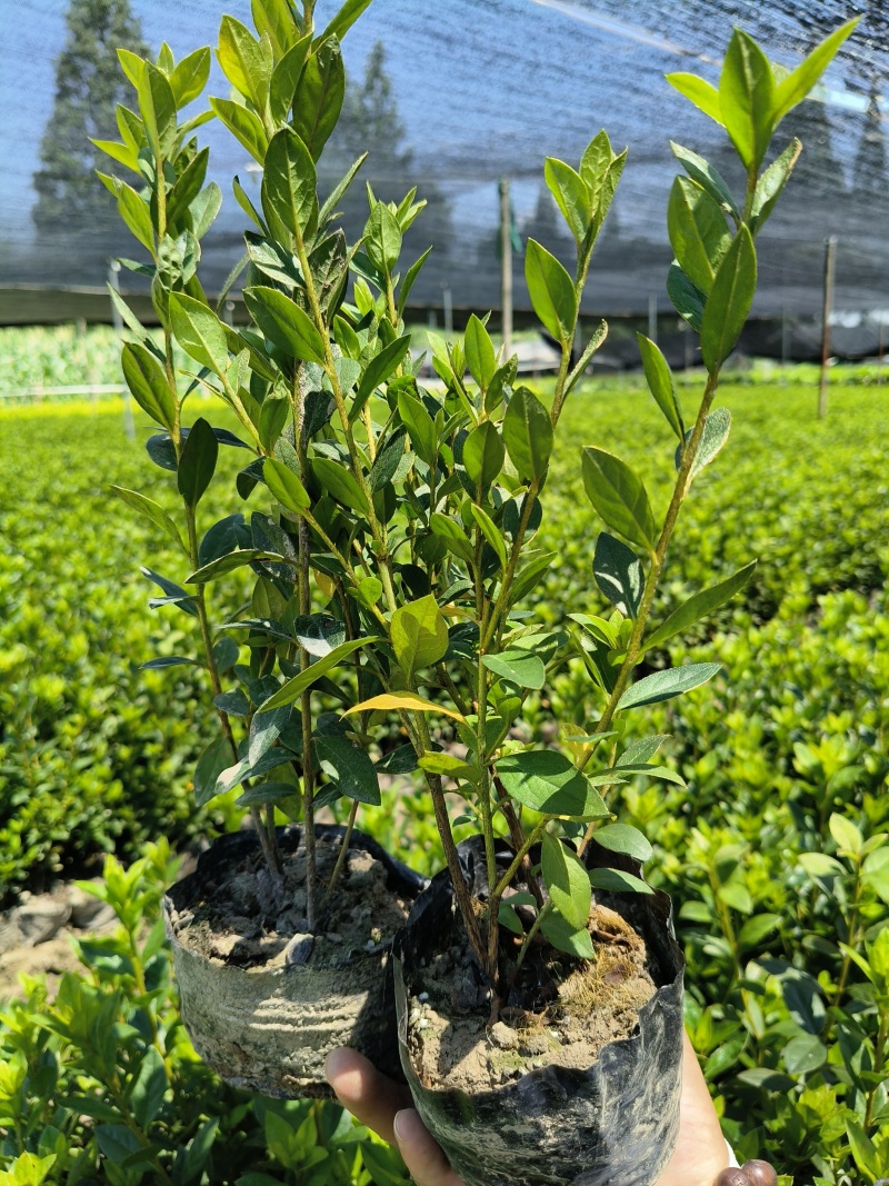 杜鹃(春鹃)大杯量大，价优，欢迎来一亩田采购。