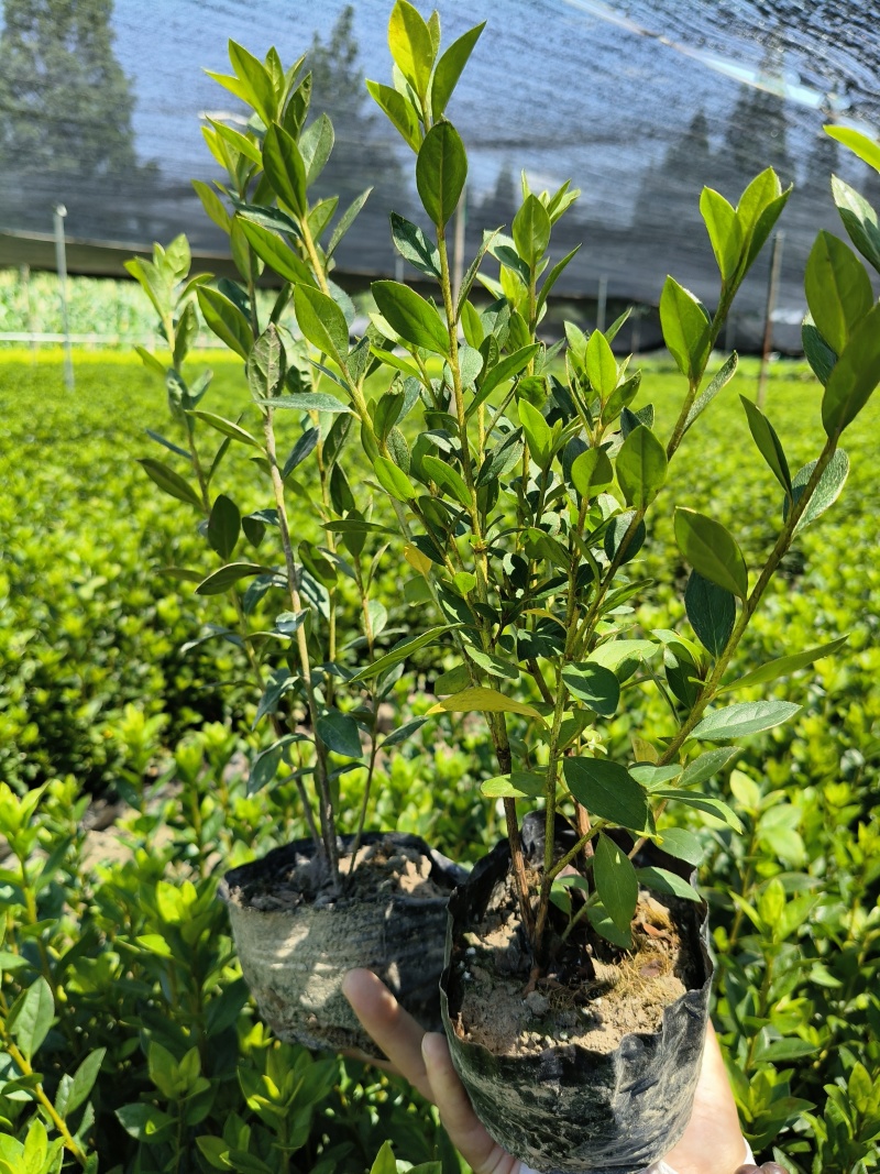 杜鹃(春鹃)大杯量大，价优，欢迎来一亩田采购。