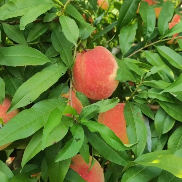 中秋王桃