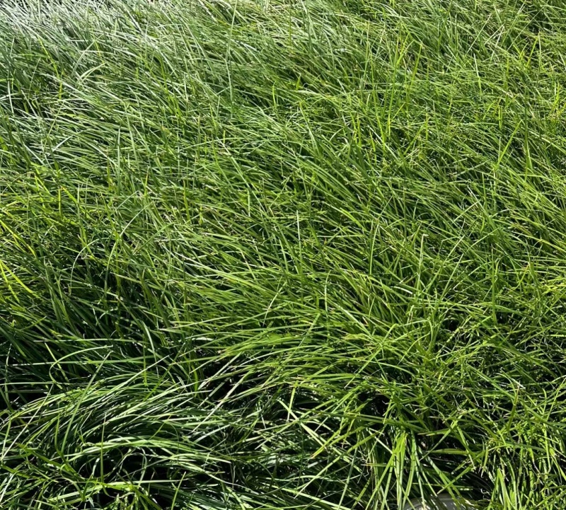 细叶麦冬草地苗，量大价优，欢迎来一亩田订购。