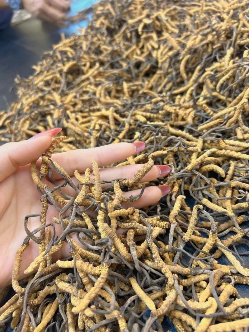 产地虫草无杂质正品保障冬虫夏草干货源充足礼盒包装欢迎订购