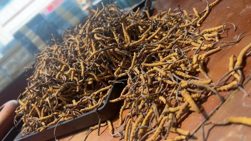 产地虫草无杂质正品保障冬虫夏草干货源充足礼盒包装欢迎订购