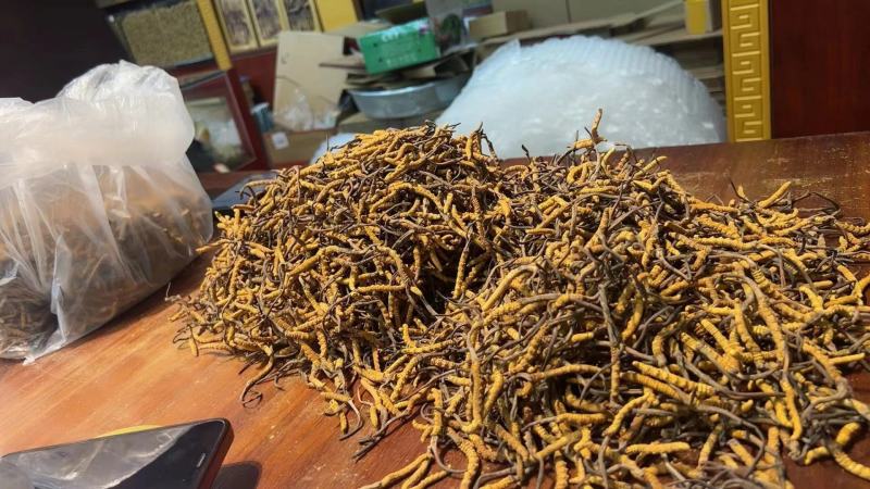 产地虫草无杂质正品保障冬虫夏草干货源充足礼盒包装欢迎订购