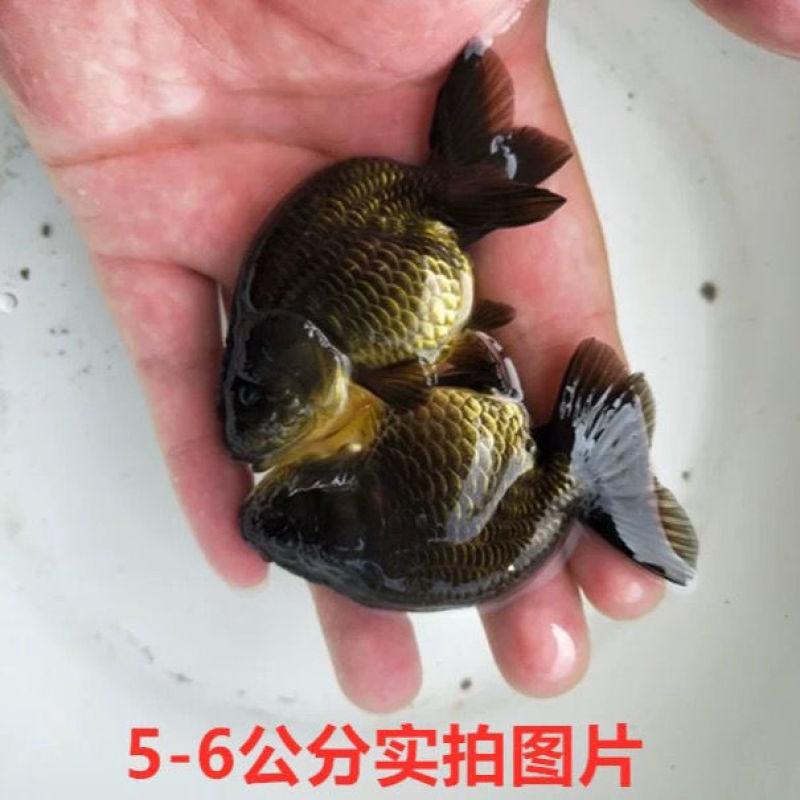 精品兰寿金鱼黑寿淡水鱼纯黑观赏鱼批发财鱼水族宠物