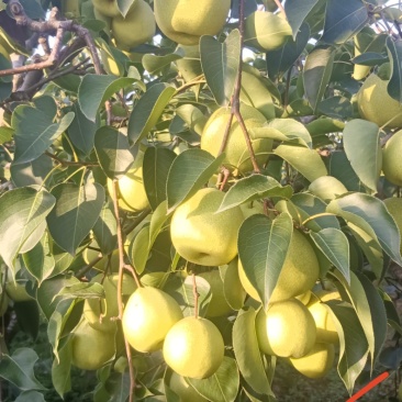 自产自销旱地酥梨，皮薄无渣水分大有需要，可以联系我哈哈