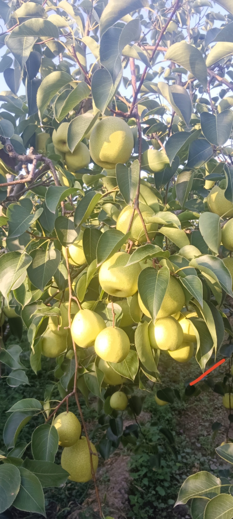 自产自销旱地酥梨，皮薄无渣水分大有需要，可以联系我哈哈