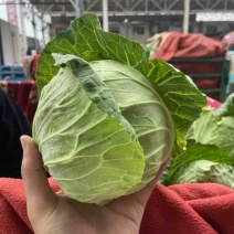 【新上市！质量好！】邯郸本地甘蓝、包菜、莲花菜、宣菜！！