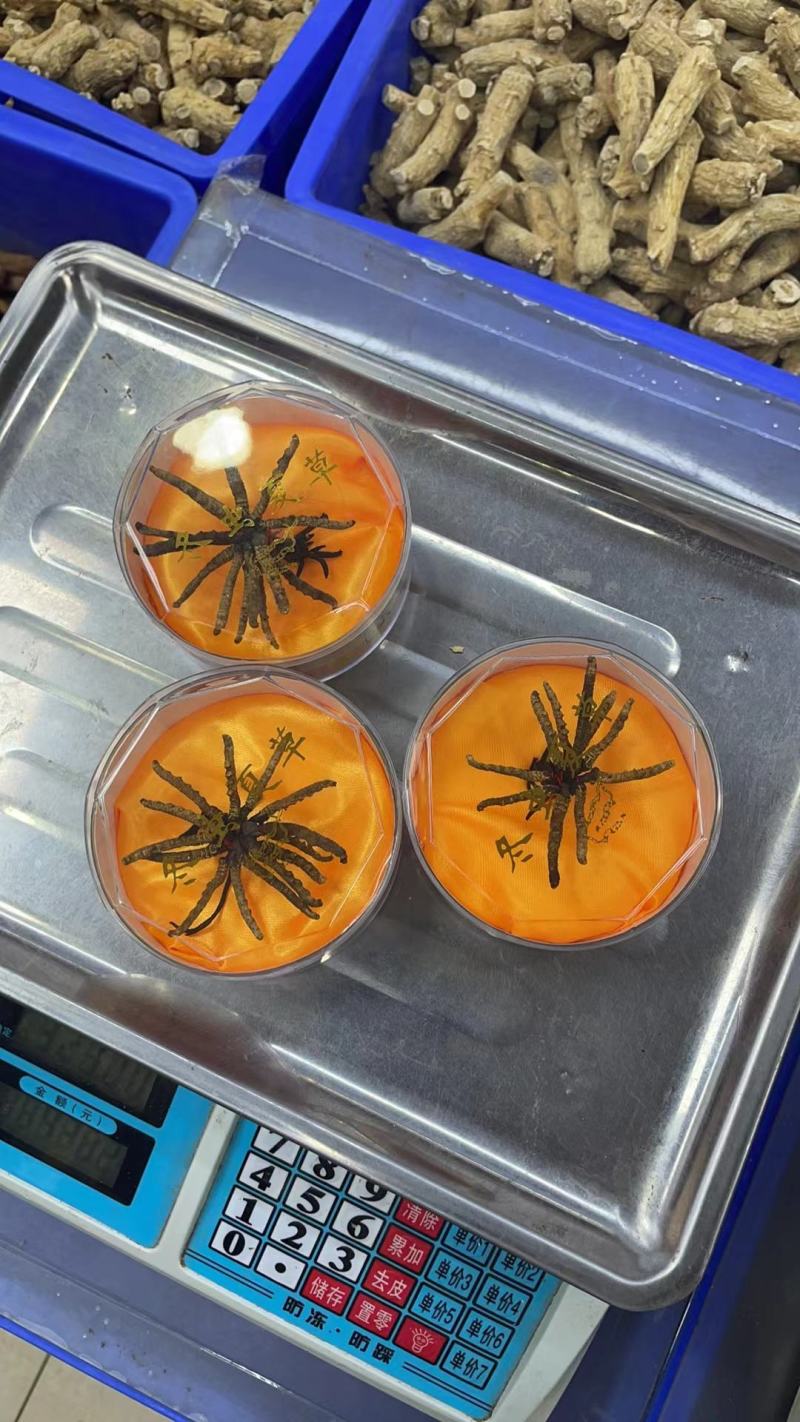 冬虫夏草干货虫草咨询订购货源稳定10克起批