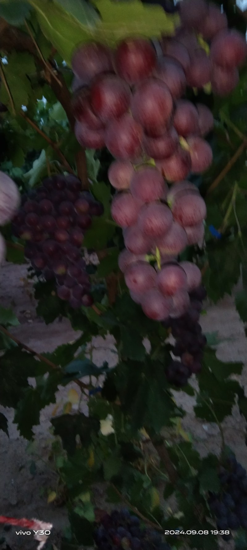 沙漠红提