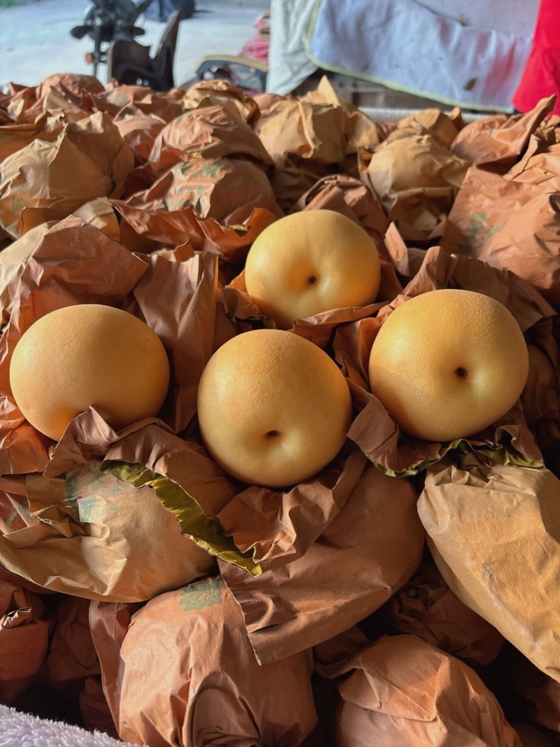 原产地供货商：秋月梨，大量上市，价格美丽！