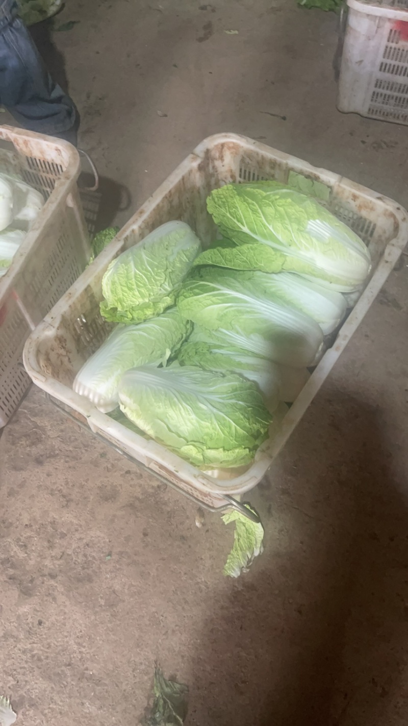 烂市价精品大白菜，云南大白菜，电商，市场随心所欲