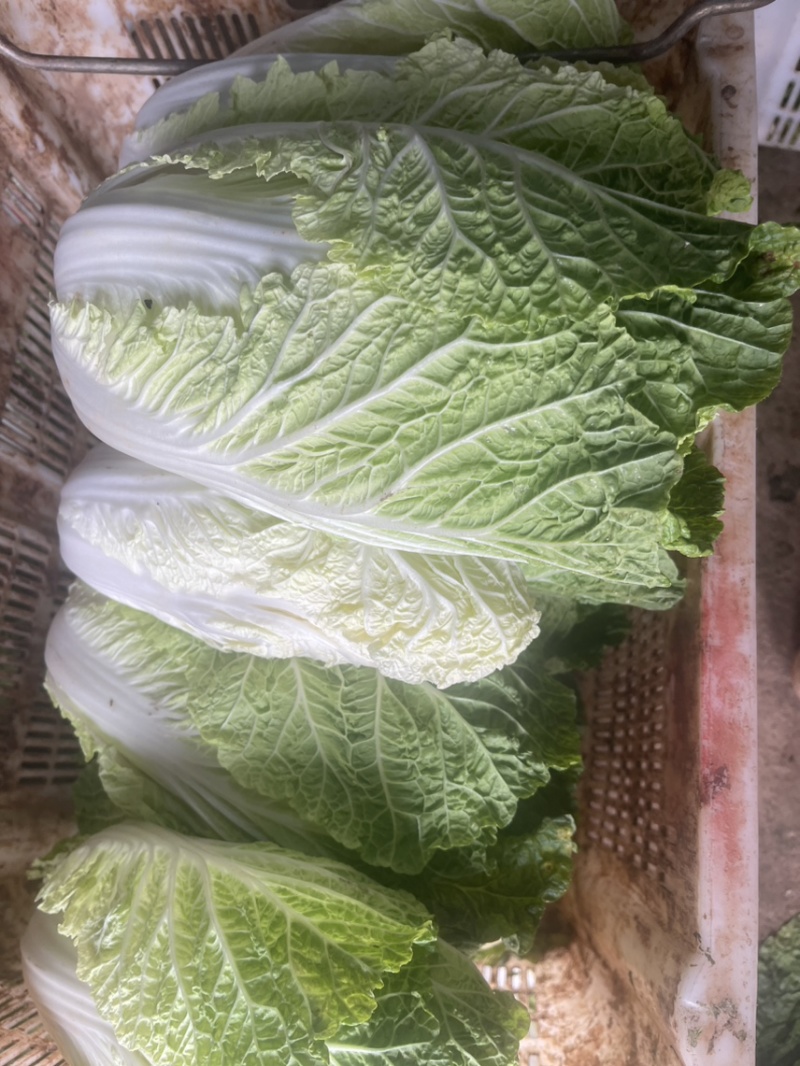 烂市价精品大白菜，云南大白菜，电商，市场随心所欲
