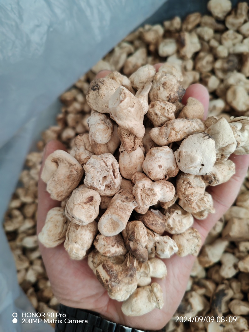 河南南阳西峡干香菇脚片一手货源量自家工厂厚薄可选量大