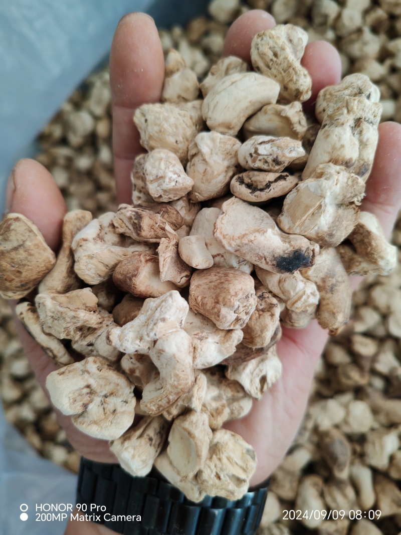 河南南阳西峡干香菇脚片一手货源量自家工厂厚薄可选量大