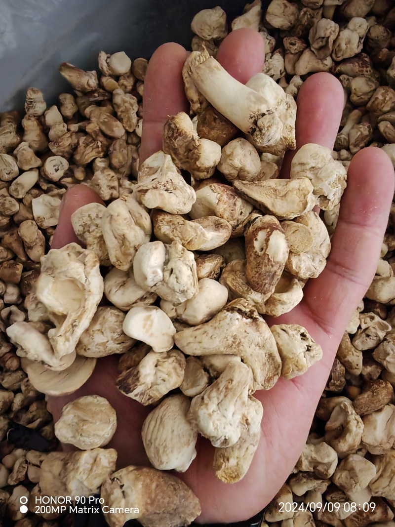 河南南阳西峡干香菇脚片一手货源量自家工厂厚薄可选量大