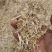 甘肃玉米秸秆玉米草小麦草柔丝玉米秸秆支持视频看货