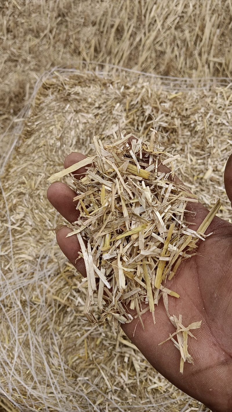 甘肃玉米秸秆玉米草小麦草柔丝玉米秸秆支持视频看货