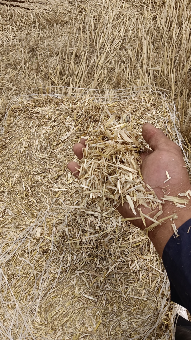 甘肃玉米秸秆玉米草小麦草柔丝玉米秸秆支持视频看货
