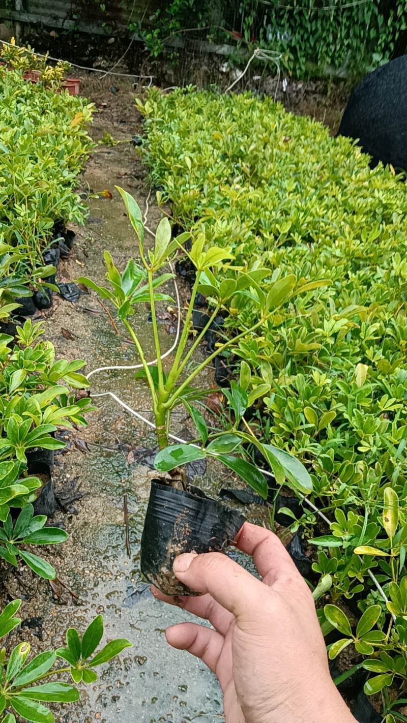 鸭脚木市政货，3-7斤袋苗大量现货供应