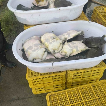 鳖，江西南丰龟鳖小镇，原厂地5年以上老甲鱼。
