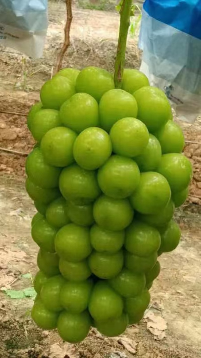 阳光玫瑰