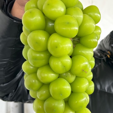 阳光玫瑰