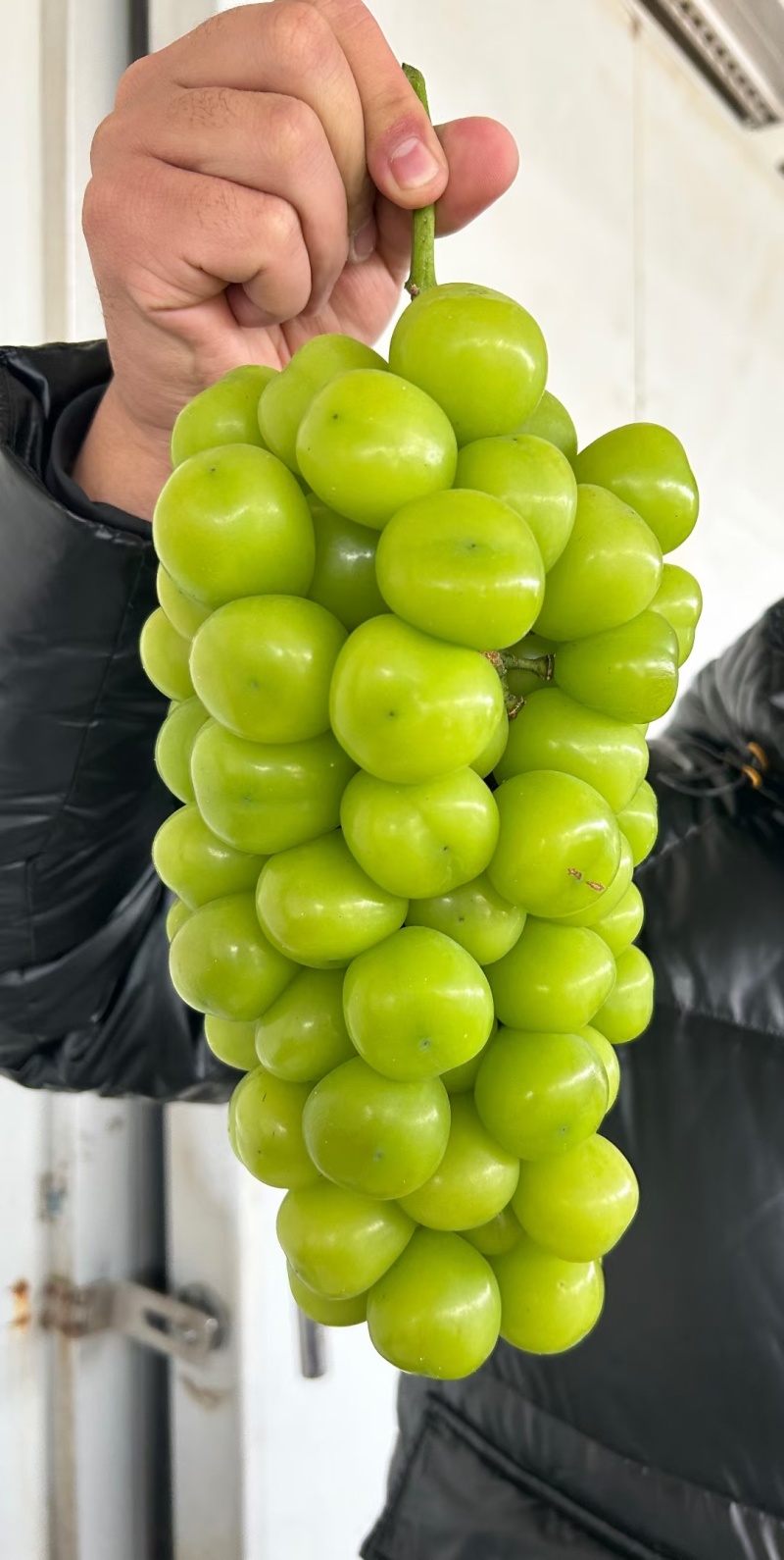 阳光玫瑰