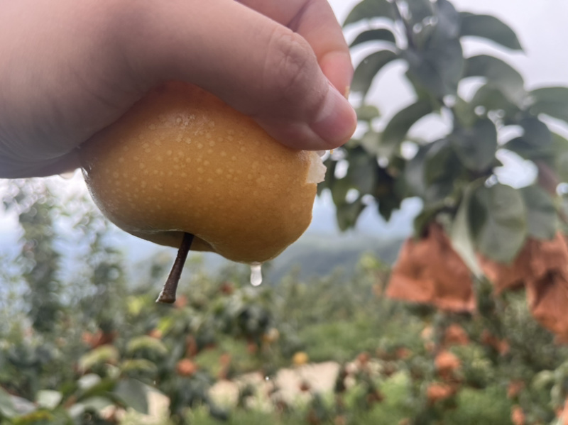 秋月梨