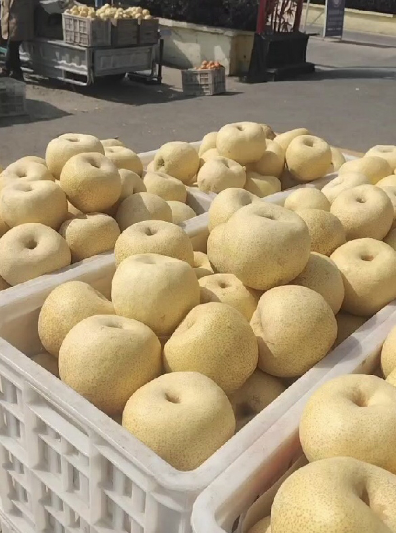 【实力推荐】砀山酥梨产地直发对接全国可视频看货